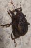 270466 – Photo : Thibaud Daumal – France (60)